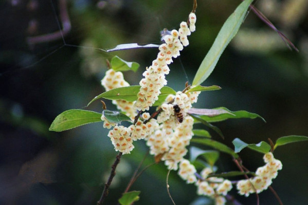 皇室贡品——野桂花蜜,蜂农自己都舍不得喝的蜂蜜!你喝过吗?