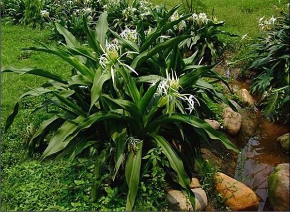 佛系花卉文殊兰的栽培技术