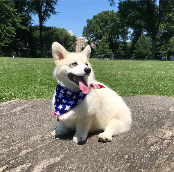 敲可爱的白色柯基