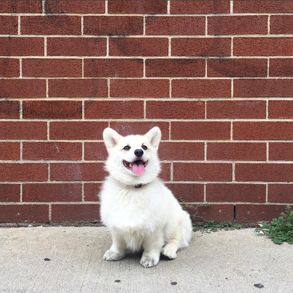 敲可爱的白色柯基