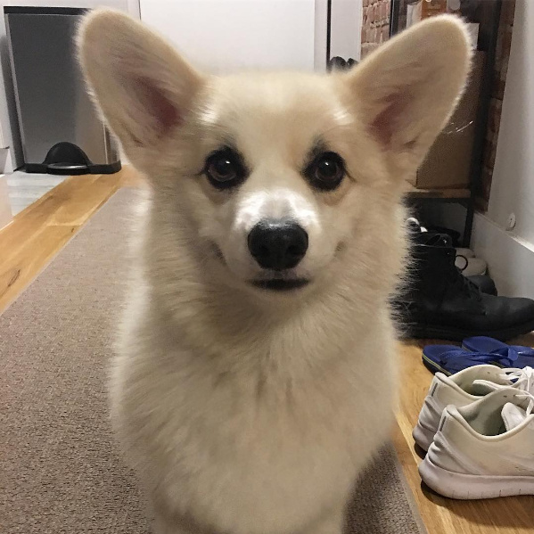 敲可爱的白色柯基