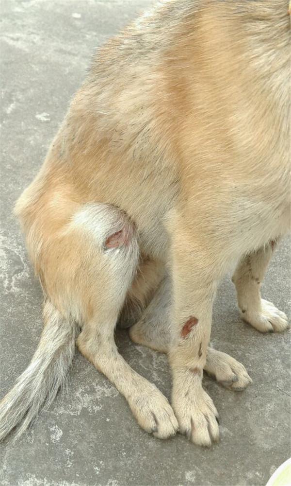 回家路遇受伤的狗,给了它一把狗粮,它的做法让人流泪