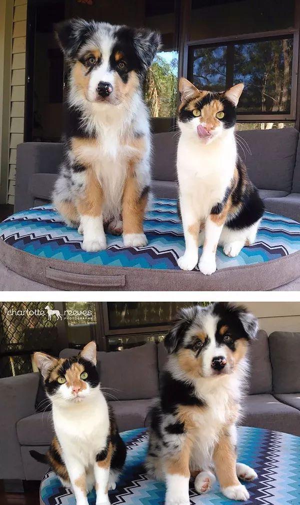 这些狗狗猫猫长得也太像了,连眼神都同化啦!