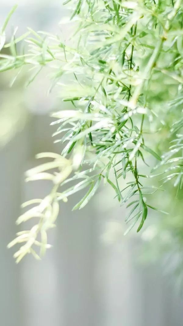 燕草如碧丝秦桑低绿枝当君怀归日是妾断肠时