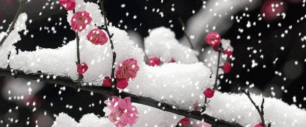 蜡梅|公交线路|梅花_新浪新闻