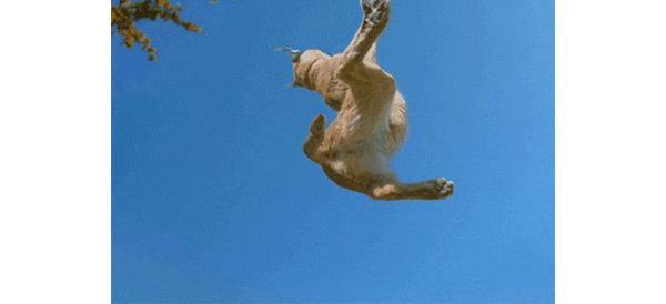 猫科中的两个小钢炮狞猫与猞猁我们不一样但又一样