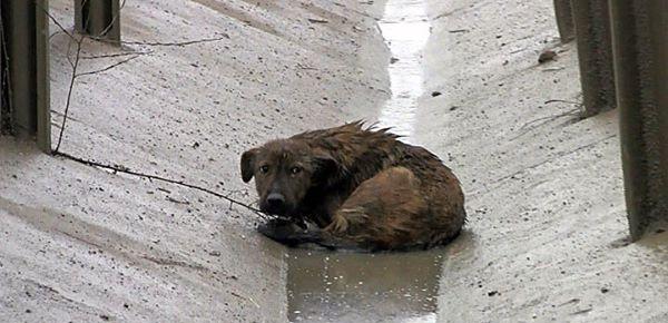 没想太多,营救动物的社工来到高速路隔离区,抱起这只惨兮兮的狗宝宝.