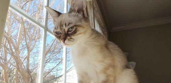 看喵星人偷吃东西时的搞笑样子,平时的高冷形象早已不再