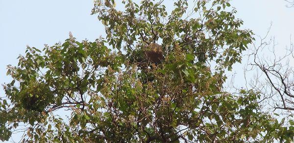 马蜂窝|蜂群|马蜂_新浪新闻