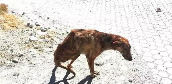 旅行中看见一只仅靠两条腿爬行的狗狗,究竟在狗狗身上发生了什么