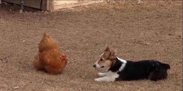 柯基斗母鸡 结果最后险被围攻落荒而逃