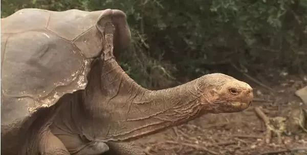 世界上最后一只象龟,直到去世都没有找到配偶,只因走的太慢