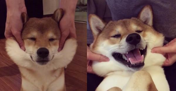 呆萌柴按摩舒服到傻笑"就是按这边" 挤出q弹麻糬肉