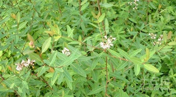 每天最少学一味中药—番泻叶