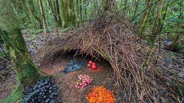 园丁鸟分布限于新几内亚及澳大利亚等地,有8属18种.