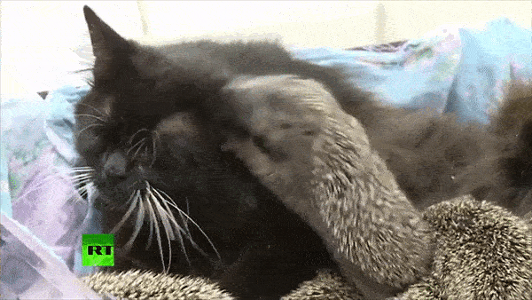 割草机辗死亲生妈8只刺猬孤儿紧黏母黑猫:别丢下我们