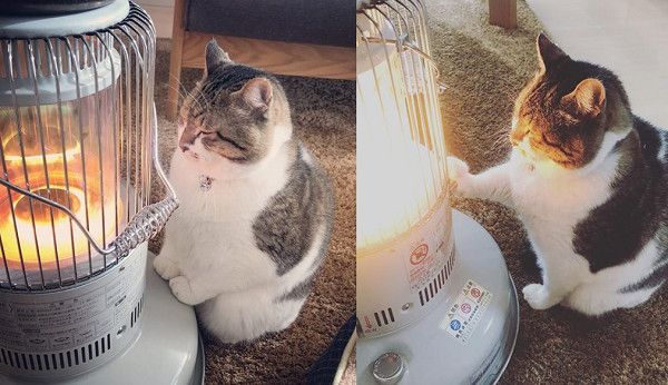 毛小孩因为天气太冷得肾病致死,专家要你注意这几点