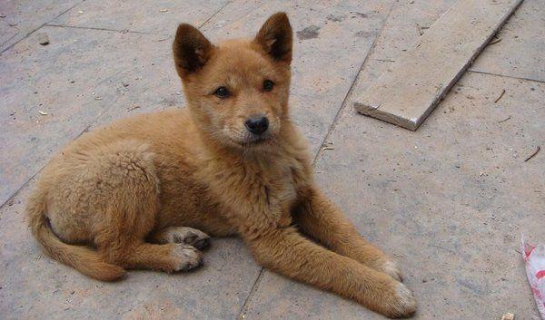 田园|土狗|中华_新浪新闻