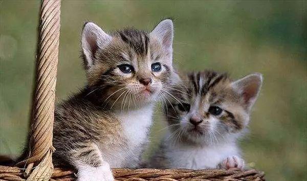 两只猫咪本来其乐融融,突然一只不知为何发怒!