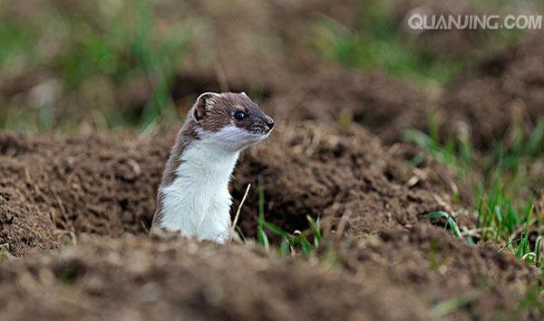 故事:黄皮子认亲记|老人|野鸡|獾子_新浪新闻