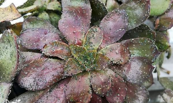 室内的蚜虫是从哪来的为啥农药都杀不干净怎么彻底清除蚜虫