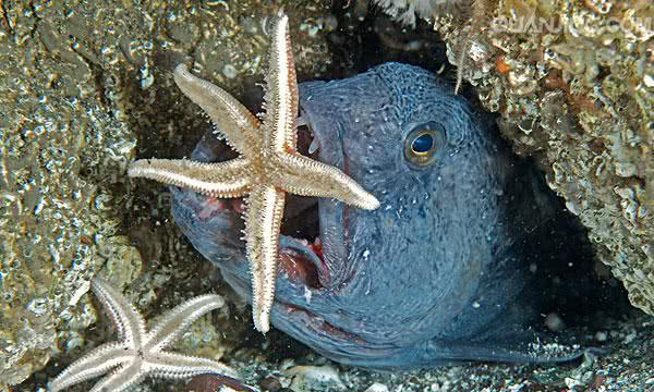 狼鱼|佳肴|渔民_新浪新闻