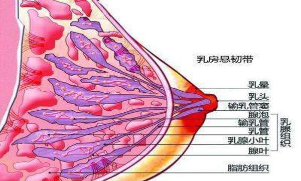 急性乳腺炎|乳汁|乳房_新浪网