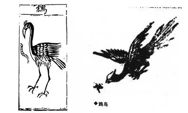 中国古人认为鸩鸟的样子"饮鸩止渴"是中国的一个成语,意思是喝毒酒来