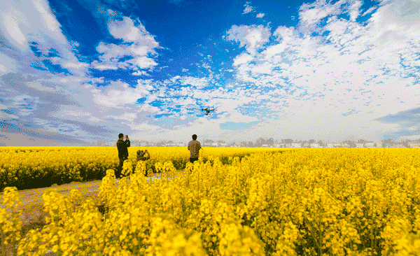 油菜花|花海|花田_新浪新闻