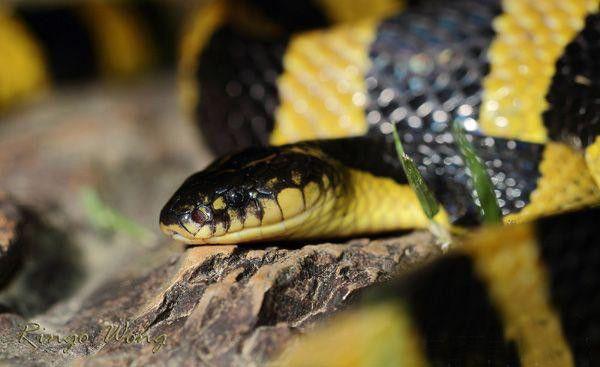 金环蛇,俗称金甲带,金包铁,金脚带,花扇柄(客家话),雨伞柄(潮州话)或