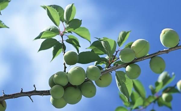 酸梅小说三观到底如何 夏藤祁正关系发展揭秘