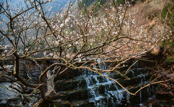 美如"仙境"!九峰山的梅花已含苞待放!