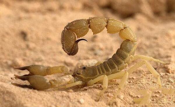 黄肥尾蝎是一种剧毒性蝎子,生性凶残,会主动攻击其他生物,并杀死靠近
