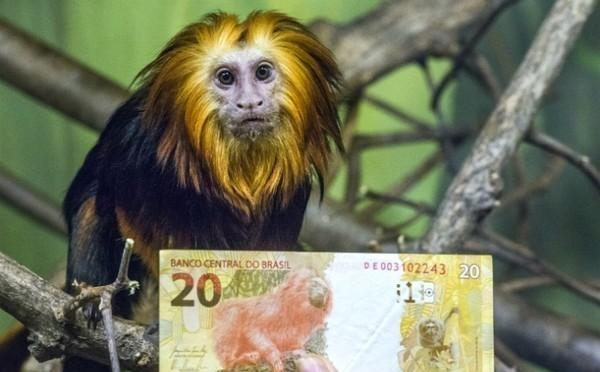 来自美洲的"金毛狮王", 消失一世纪后在巴西里约重现!