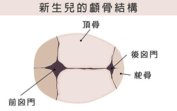 新生儿的颅骨结构(上面观)
