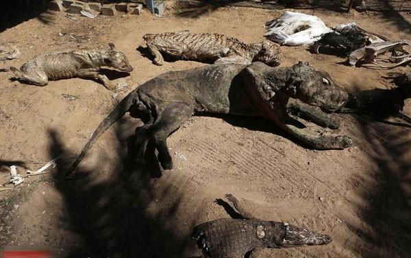 因为战乱被遗弃的动物园时隔多年被发现时所有动物已变成干尸