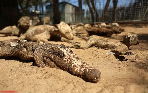 因为战乱被遗弃的动物园时隔多年被发现时所有动物已变成干尸