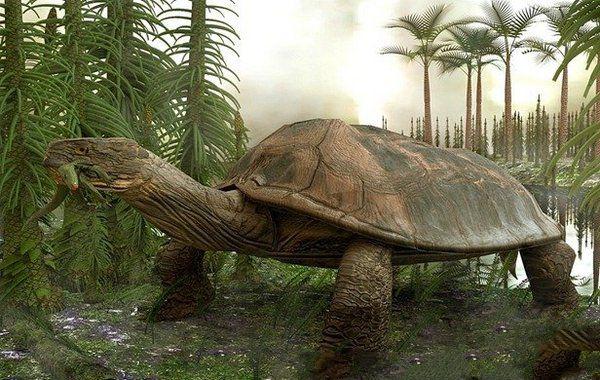 煤龟是一种大型动物,但是依然无法逃脱泰坦蟒的魔掌.