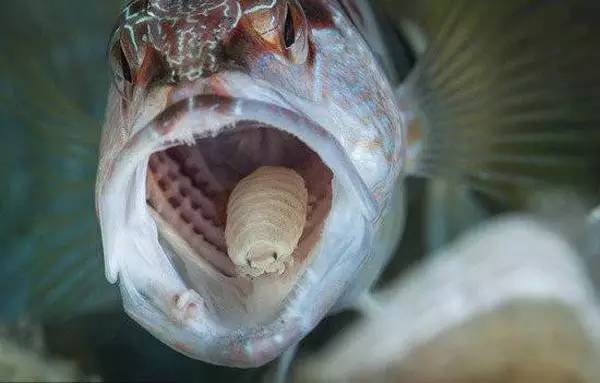 和被寄生的鱼是非常典型的由寄生转换为共生的关系,也是缩头水虱科目