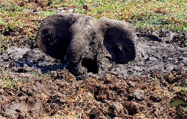 大象宝宝被困泥潭一整夜,好心人救援脱困它却恩将仇报