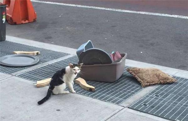 主人将小猫和它的东西扔在路边,可怜小猫呆坐好几小时满脸悲伤
