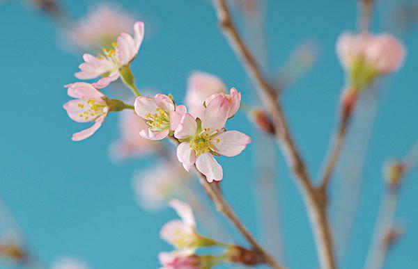 今年桃花会入夫妻宫,正缘来临