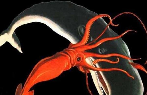 地球上最大的乌贼,堪称现实版北海巨妖,深海中的恐怖怪兽