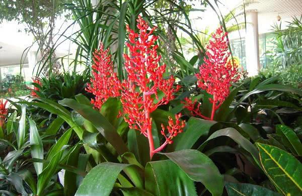 一树红珠出碧叶——珊瑚凤梨的栽培技术