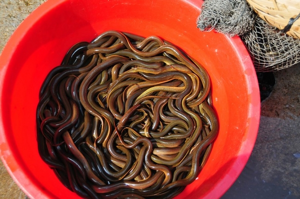 快过年了吃好喝好但是也要注意血糖健康,这些食物推荐给您