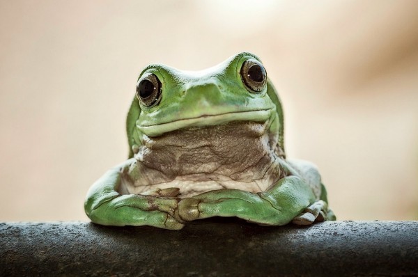 青蛙的真实样子图片图片