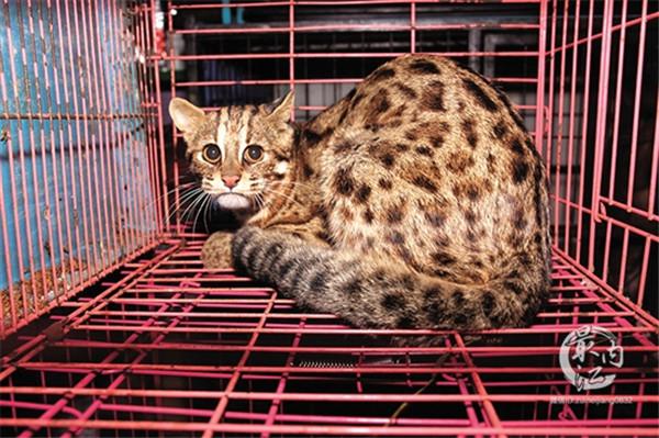 成功救下一只受伤的国家二级保护野生动物豹猫