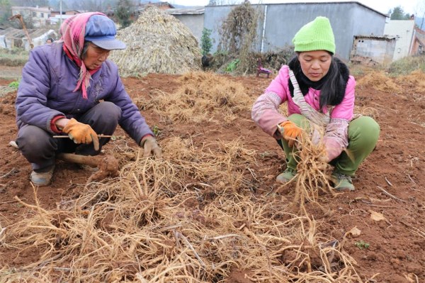 宣威市得禄乡肥谷村当归种植助力产业扶贫