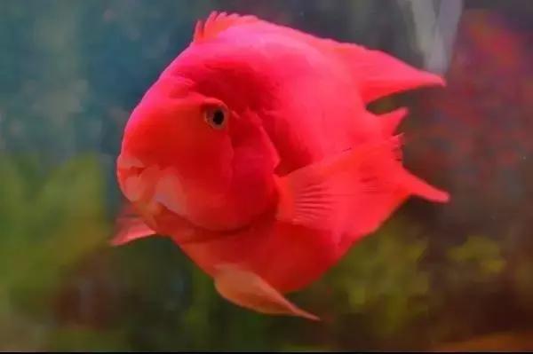 防止鹦鹉鱼打架的办法,需要做好这五点