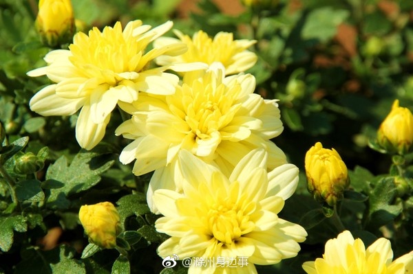 滁州 滁菊产业基地又获新荣誉|滁菊|滁州|产业基地_新浪新闻